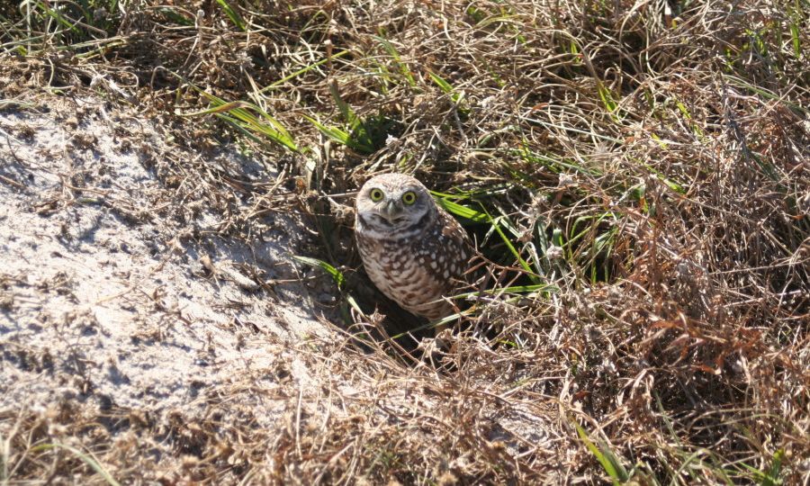 Burrowing Owl