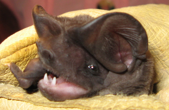 Bonneted Bat