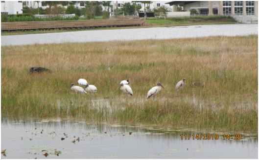 wood storks