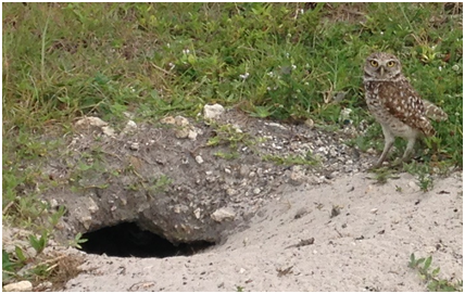 Burrowing Owl