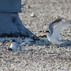 rooftop nesting 2