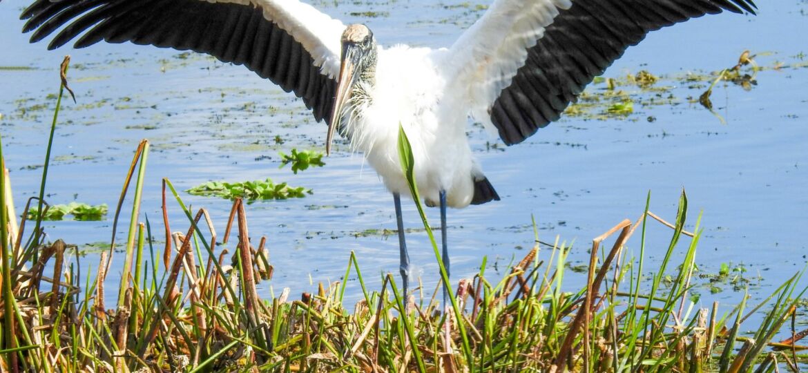 Wood Stork