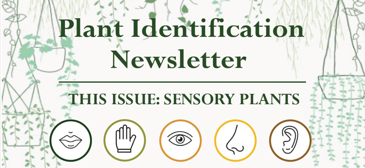 Plant Identification Sensory Plants
