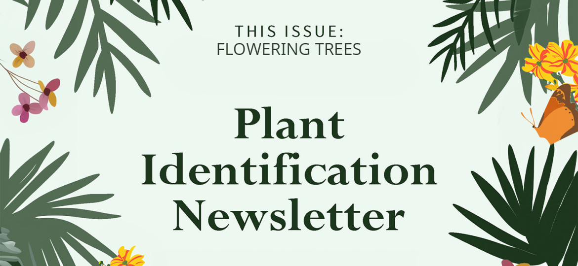Plant Identification Flowering Trees