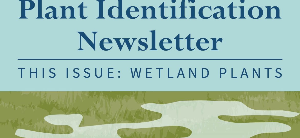 Plant Identification Wetlands